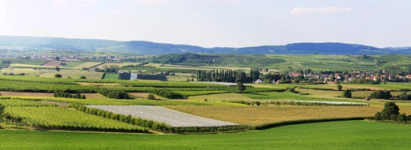 Un vue sur le vignoble de la Couronne d'Or en Alsace à Dangolsheim