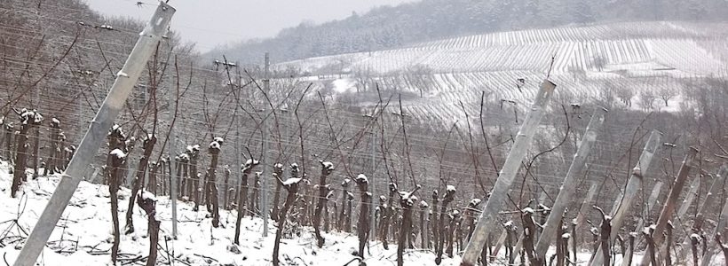 Les vignes du Domaine Loew en hiver à Westhoffen