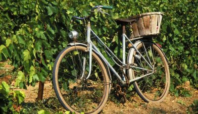 Un vélo posé sur une vigne en Alsace