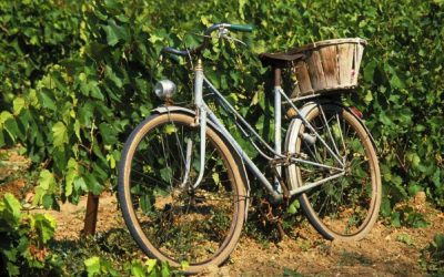 Un vélo posé sur une vigne en Alsace